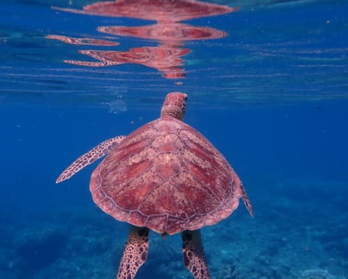 Wavelength Reef Cruises